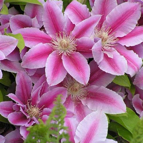 Клематис Пинк Бьюти изображение 1 артикул 01149