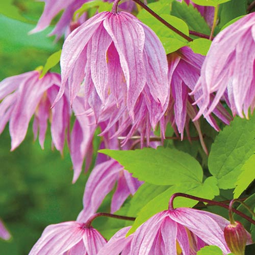 Клематис Пинк Дрим изображение 1 артикул 01120