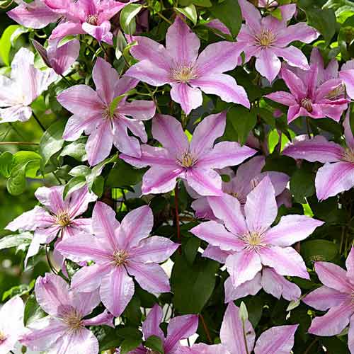 Клематис Пинк изображение 1 артикул 01151