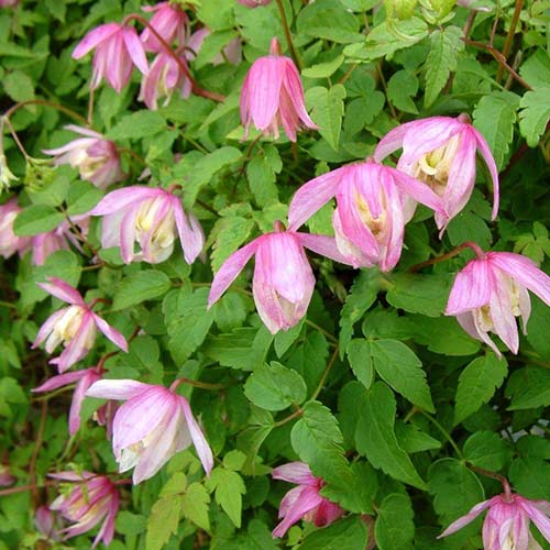 Клематис Пинк Фламинго изображение 1 артикул 01121