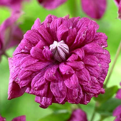 Клематис Плена Элеганс изображение 1 артикул 64063