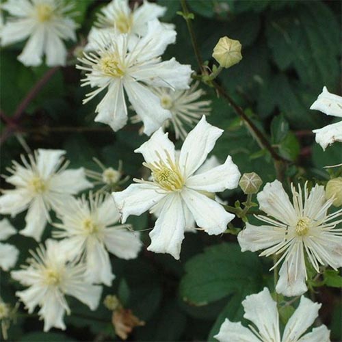 Клематис Пол Ферджес изображение 1 артикул 4116