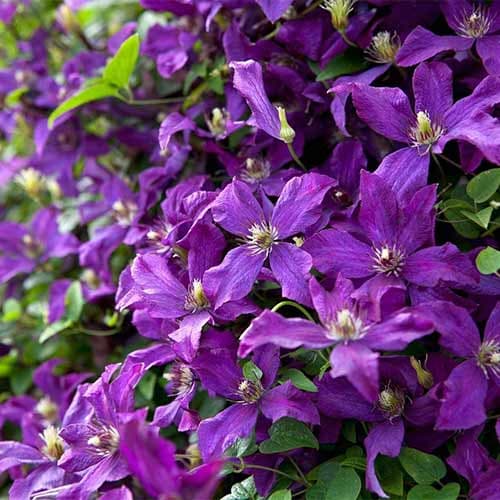 Клематис Полиш Спирит изображение 1 артикул 4119