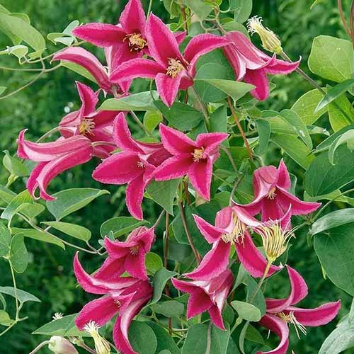 Клематис Принцесса Диана изображение 1 артикул 01122