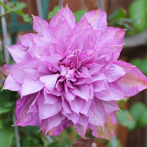 Клематис Протеус изображение 1 артикул 01153