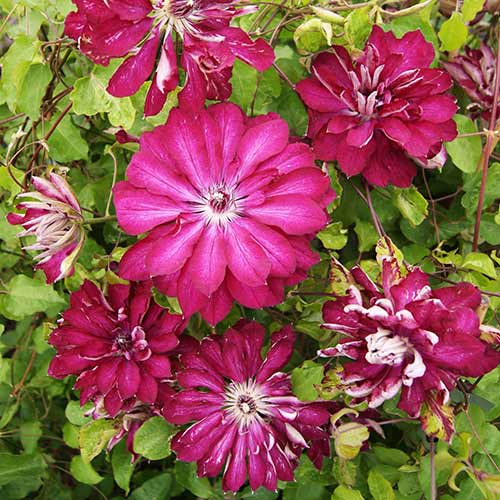 Клематис Ред Пешн изображение 1 артикул 01154