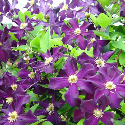 Клематис Романтика изображение 1 артикул 4763