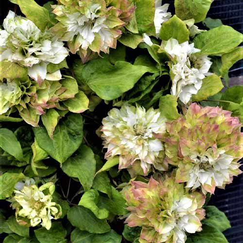 Клематис Сэн-но-Кадзэ изображение 1 артикул 01157