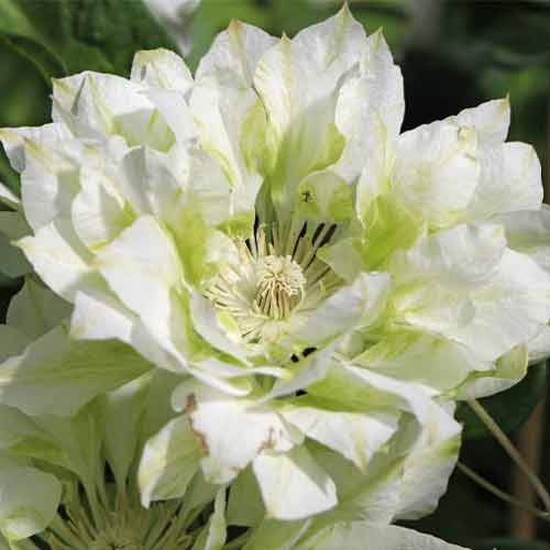 Клематис Sen-No-Kaze артикул фото 1 Клематис Sen-No-Kaze изображение 1 артикул 5654