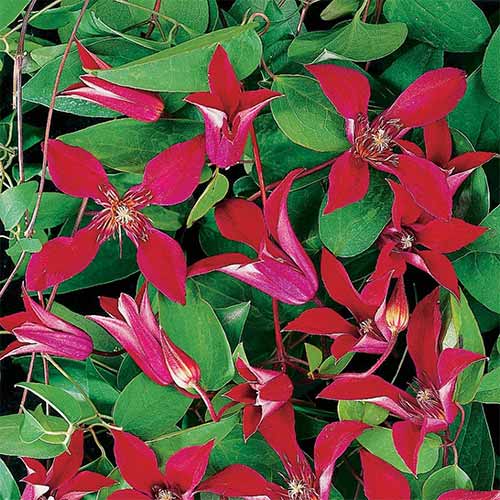 Клематис Сэр Тревор Лоуренс изображение 1 артикул 4127