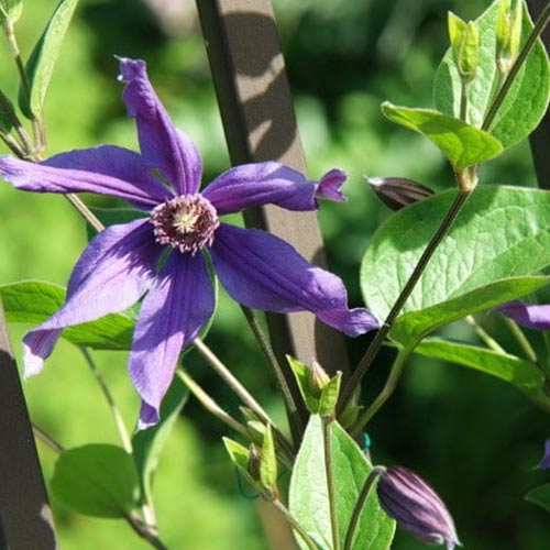 Клематис Сизая Птица изображение 1 артикул 01123