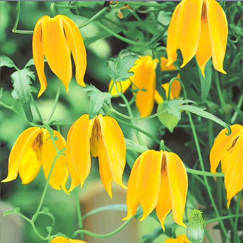 Клематис тангутский Радар любви изображение 1 артикул 71448