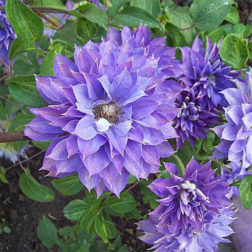 Клематис Тешио изображение 1 артикул 01160