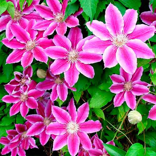 Клематис Tudor изображение 1 артикул 9058