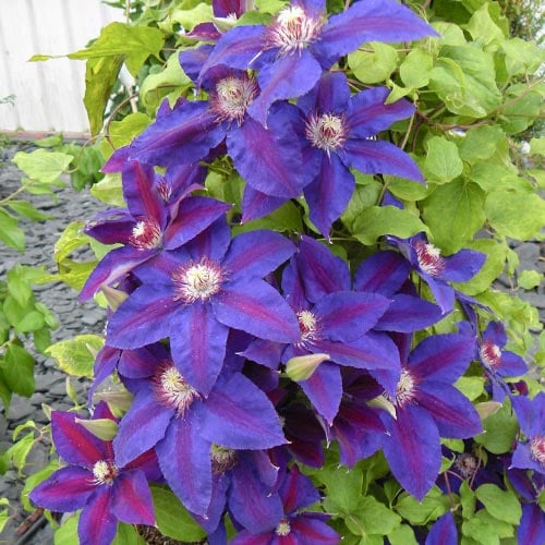 Клематис Вайлдфайер изображение 1 артикул 4123