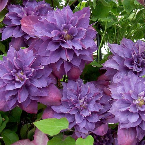 Клематис Вивьен Пеннелл изображение 2 артикул 01134