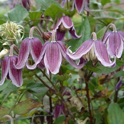 Клематис Ян Фопма изображение 1 артикул 01126