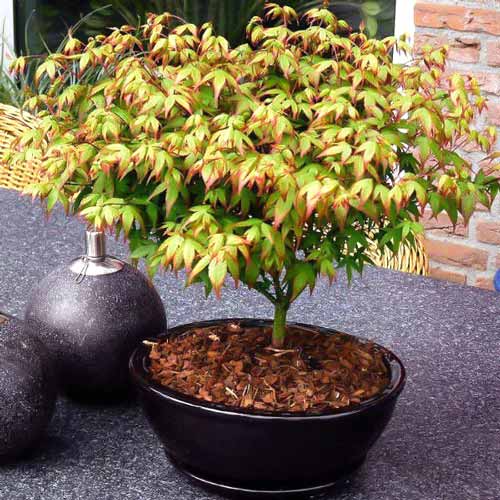 Клен пальмолистный Литтл Принцесс изображение 1 артикул 9140