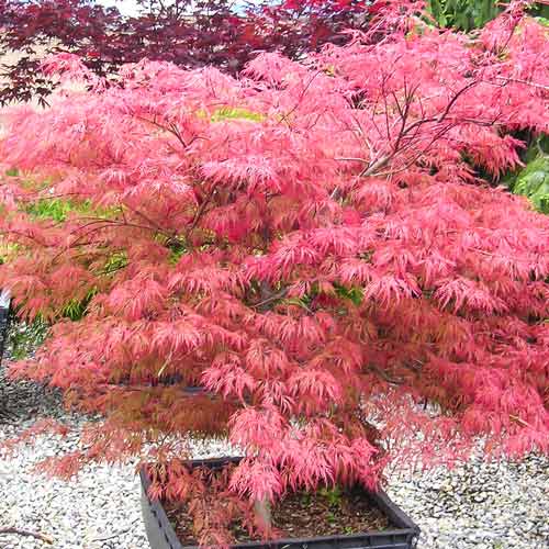 Клен пальмолистный Вильсон Пинк Дварф артикул фото 1 Клен пальмолистный Вильсон Пинк Дварф изображение 1 артикул 9136