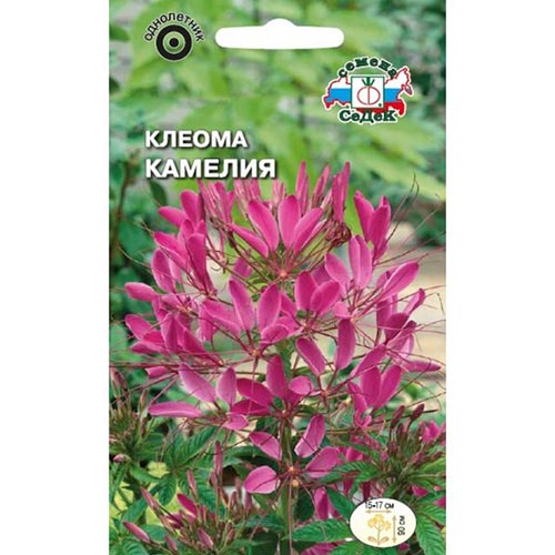 Клеома Камелия, семена артикул фото 1 Клеома Камелия, семена изображение 1 артикул 93813