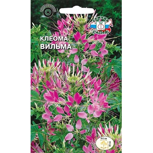 Клеома Вильма, семена изображение 1 артикул 93812