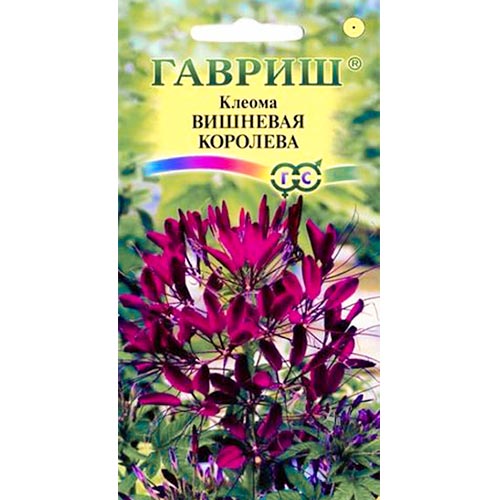 Клеома Вишневая Королева, семена изображение 1 артикул 92088