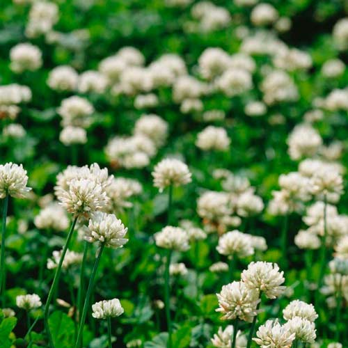 Клевер белый, семена артикул фото 1 Клевер белый, семена изображение 1 артикул 65687