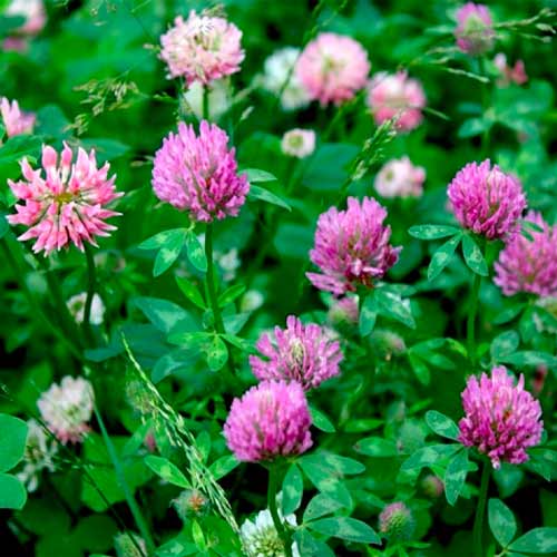 Клевер розовый, семена артикул фото 1 Клевер розовый, семена изображение 1 артикул 65688