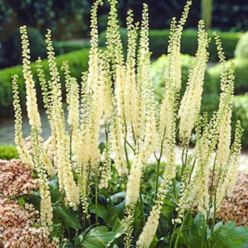 Клопогон сердцелистный изображение 1 артикул 70367