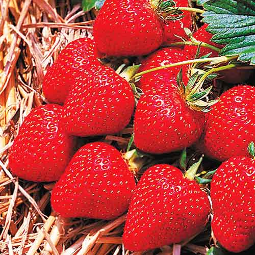 Клубника ампельная ремонтантная Грандиан F1 изображение 1 артикул 83174