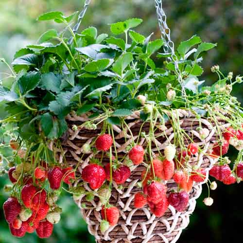 Клубника ампельная ремонтантная Темптейшн F1 изображение 1 артикул 71357