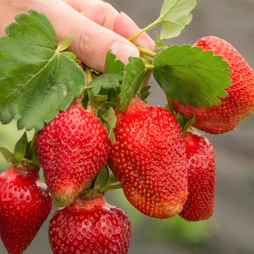 Земляника (крупноплодная) Азия изображение 1 артикул 9870