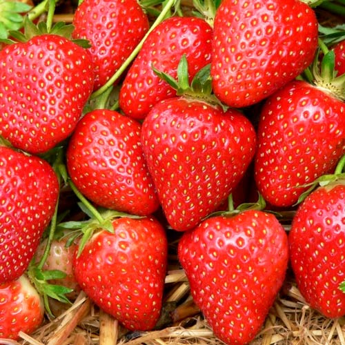 Клубника (крупная земляника) Элеганс изображение 1 артикул 4980