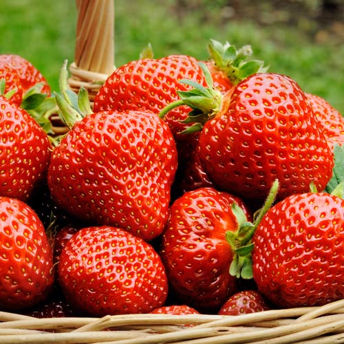 Клубника (крупная земляника) Гарда изображение 1 артикул 4930_1