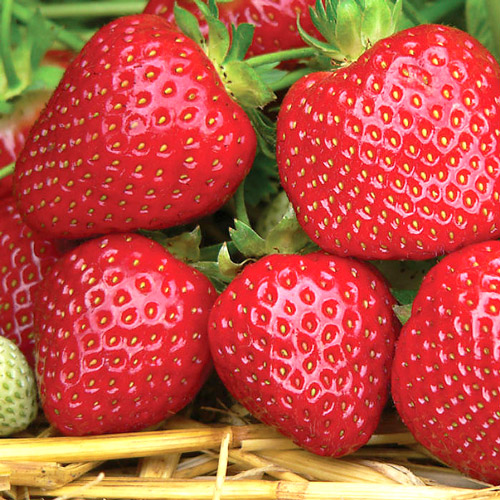 Земляника (крупноплодная) Корона изображение 1 артикул 9877