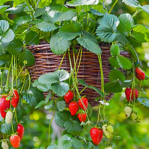 Клубника крупноплодная Делициан F1 изображение 1 артикул 81110