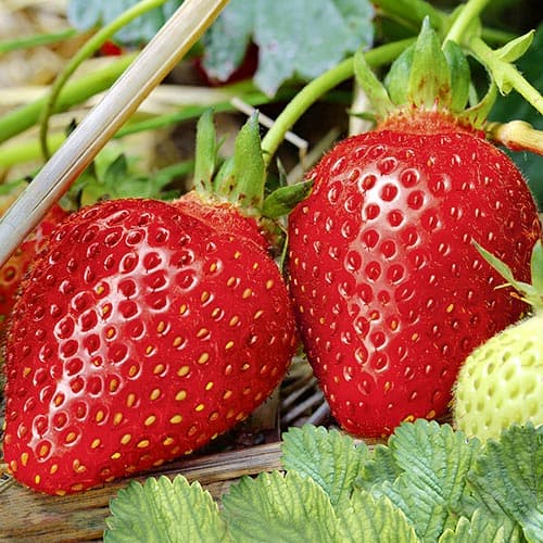 Клубника Пандора изображение 1 артикул 4919