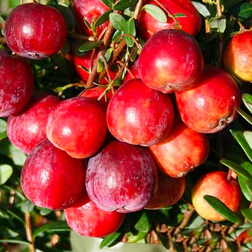 Клюква крупноплодная Эрли Блэк изображение 1 артикул 9235