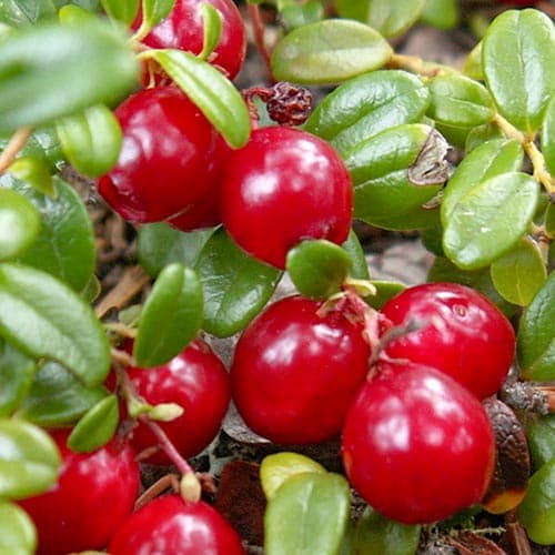 Клюква крупноплодная Ховес изображение 1 артикул 4699