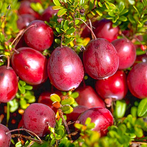 Клюква крупноплодная Пилигрим изображение 1 артикул 9311