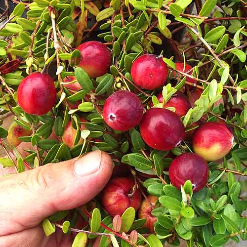 Клюква крупноплодная Стивенс изображение 1 артикул 9236