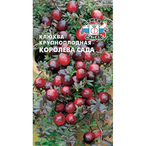 Клюква крупноплодная Королева Сада Седек артикул фото 1 Клюква крупноплодная Королева Сада Седек изображение 1 артикул 93410