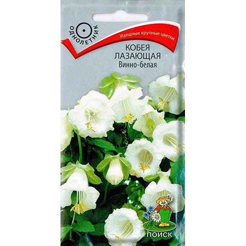 Кобея лазающая Винно-белая, семена изображение 1 артикул 93001