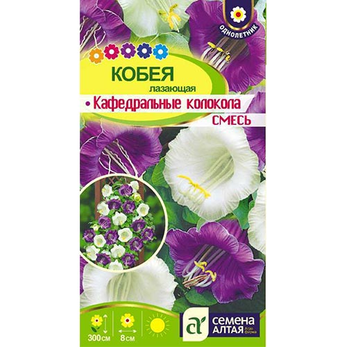 Кобея лазящая Кафедральные колокола, смесь окрасок изображение 1 артикул 94178