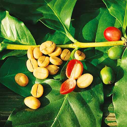 Кофе аравийский Мокко изображение 2 артикул 74089