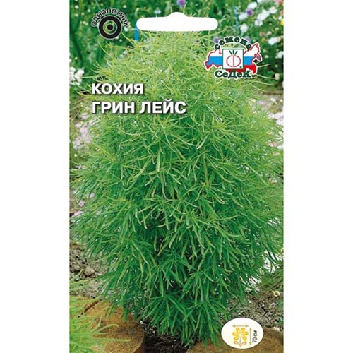 Кохия Грин лейс, семена изображение 1 артикул 93856