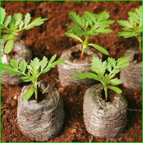 Кокосовые таблетки "JIFFY-7C" 30 мм изображение 1 артикул 5715