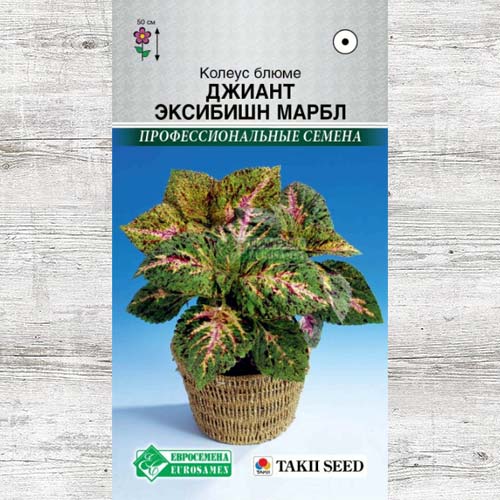 Колеус Блюме Джиант Эксибишн Мирабле артикул фото 1 Колеус Блюме Джиант Эксибишн Мирабле изображение 1 артикул 83456