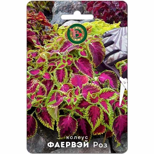 Колеус Фаервэй Роз Биотехника изображение 1 артикул 87963