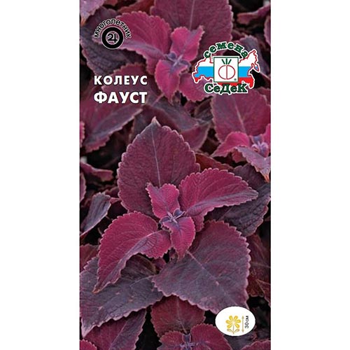 Колеус Фауст, семена изображение 1 артикул 93823